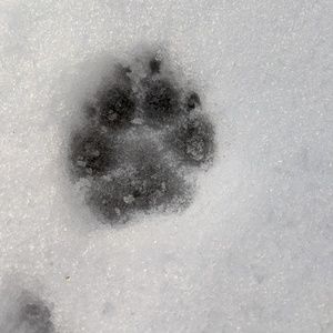 Meet your Posher, Sheryl